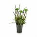 Planta Decorativa Verde
