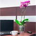 2x Macetero orquídea de plastico Coubi Orchid Transparente