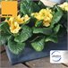 Jardinera 30 cm Gris Claro