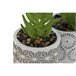 Planta Decorativa Verde