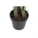 Planta Decorativa Natural