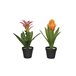Planta BROMELIA 40cm colores surtidos Verde
