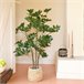 Planta artificial SCHEFFLERA marca EVERLANDS FLOWERS AND PLANTS Verde