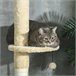 Árbol para Gatos Crudo