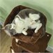 Árbol para Gatos Aglomerado de Madera PawHut Marron