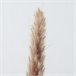 Ramillete floral PAMPA natural 85cm marca BOLTZE  Natural
