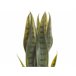 Beliani Planta artificial SNAKE PLANT Verde