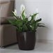 Macetero Magnolia 360 Mm Marron