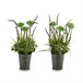 Planta Decorativa Verde