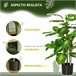 Planta Artificial PEVA, PE, Acero, Cemento HOMCOM Verde