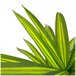 Acomoda Textil – Planta Artificial con Macetero. (Dracena) Verde