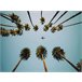 Canvas PALMS 60x80cm marca Conforama Multicolor