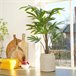 Planta artificial RHAPIS marca EVERLANDS FLOWERS AND PLANTS Verde