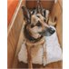 Beliani Cama para mascotas ERGANI Naranja