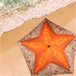 Aktive Sombrilla playa inclinable estrella de mar UV40 c/funda Verde