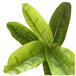 Acomoda Textil – Planta Artificial con Macetero. (Platanero) Verde