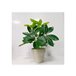 Planta artificial EMIL con maceta  Multicolor