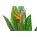 Planta Decorativa Natural