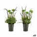Planta Decorativa Verde