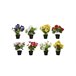 Planta ALLEGRA 20cm colores surtidos Surtido