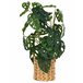 Beliani Planta artificial MONSTERA ADANSONII Beliani Planta artificial MONSTERA ADANSONII Verde