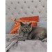 Beliani Cama con somier Terciopelo LUBBON 209x215 Gris