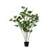 Planta artificial SCHEFFLERA marca EVERLANDS FLOWERS AND PLANTS Verde