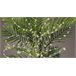 Luces FLOWER micro led para plantas Luces FLOWER micro led para plantas Blanco/ Gris
