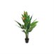 Planta Decorativa Natural