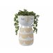 Planta BRISEIDA marca EVERLANDS Verde