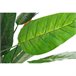 Planta Decorativa Natural