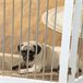 Barrera para Mascotas MDF, Acero PawHut Blanco
