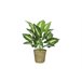 Planta CALATHEA 42cm con macetero de mimbre Verde