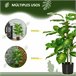 Planta Artificial PEVA, PE, Acero, Cemento HOMCOM Verde