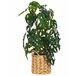Beliani Planta artificial MONSTERA ADANSONII Beliani Planta artificial MONSTERA ADANSONII Verde